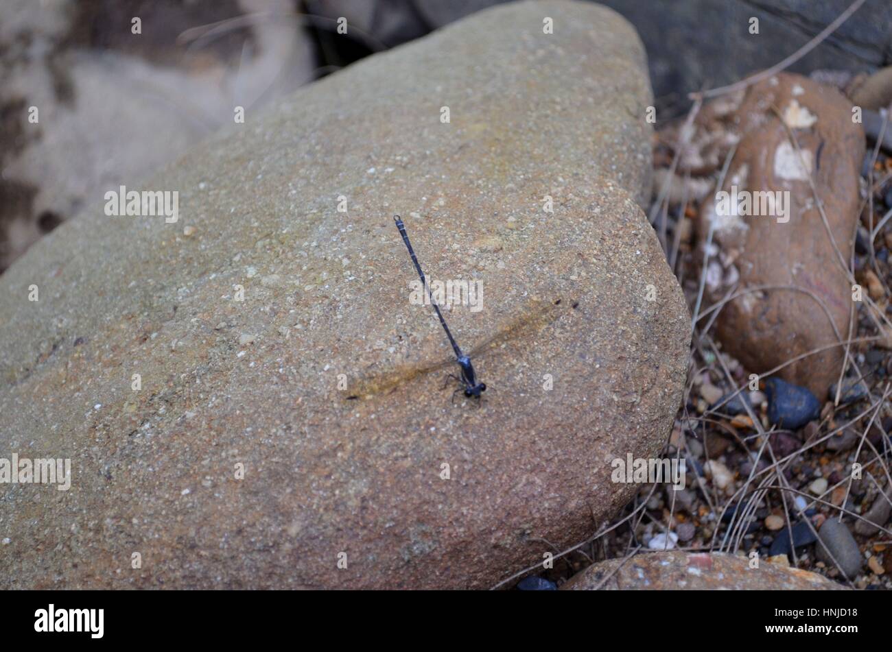 Dragonfly by river sitting on sandstone rock Stock Photo - Alamy