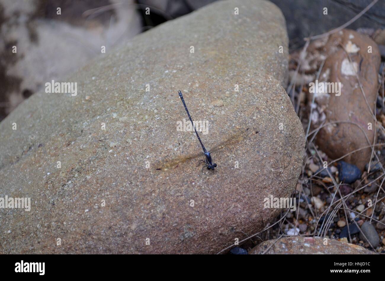 Dragonfly by river sitting on sandstone rock Stock Photo - Alamy