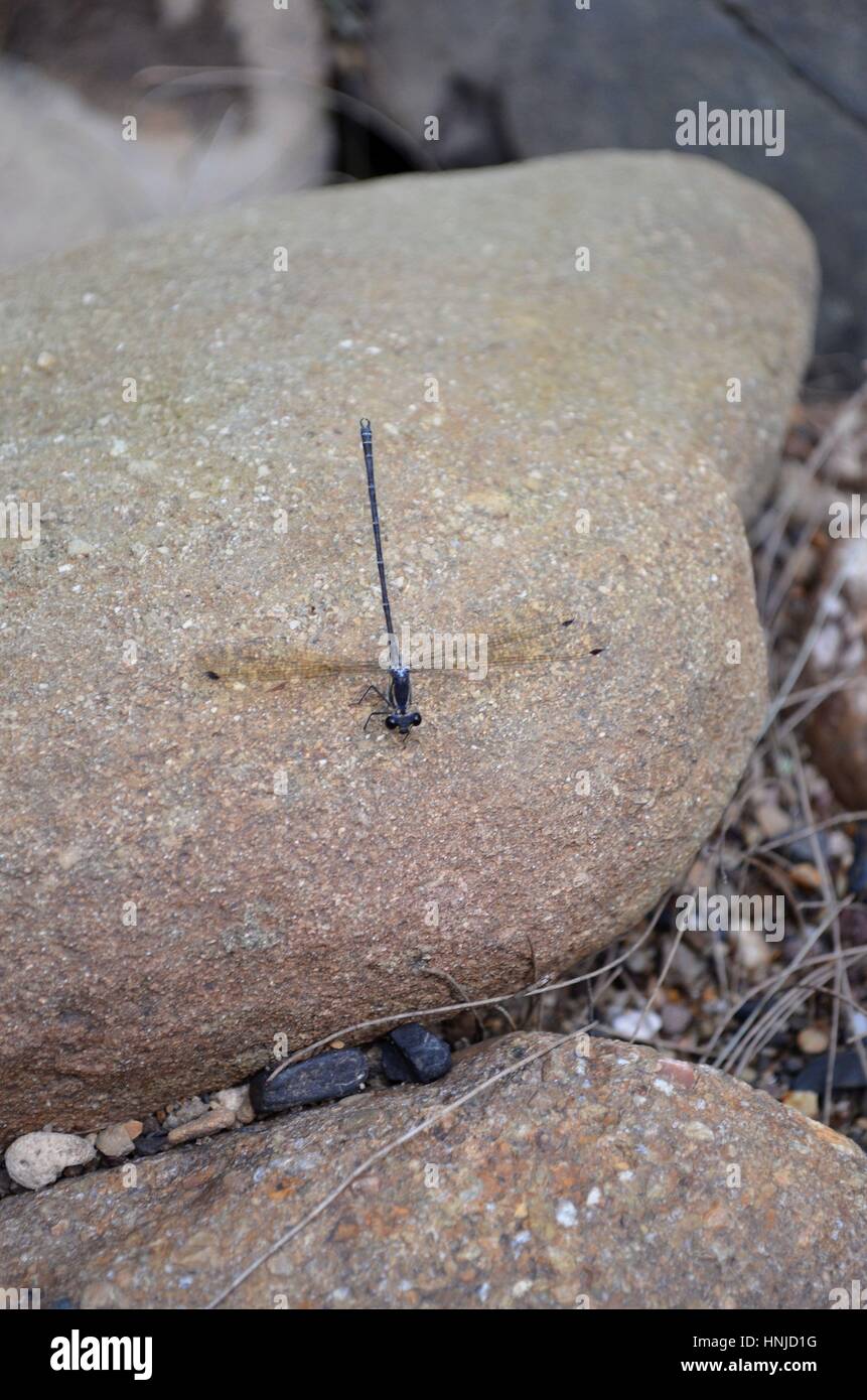 Dragonfly by river sitting on sandstone rock Stock Photo - Alamy