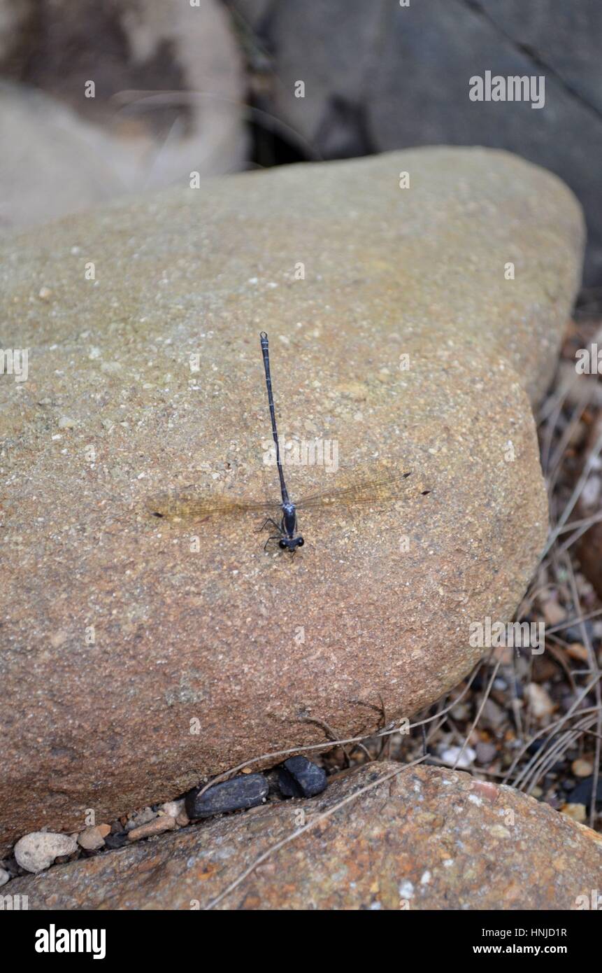 Dragonfly by river sitting on sandstone rock Stock Photo - Alamy