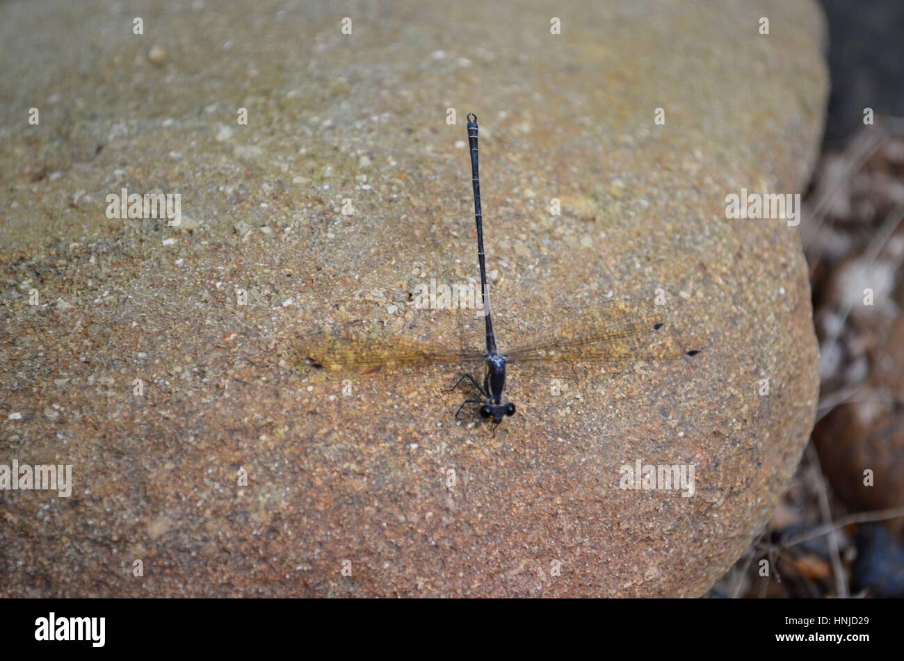 Dragonfly in detail resting on river rock Stock Photo - Alamy