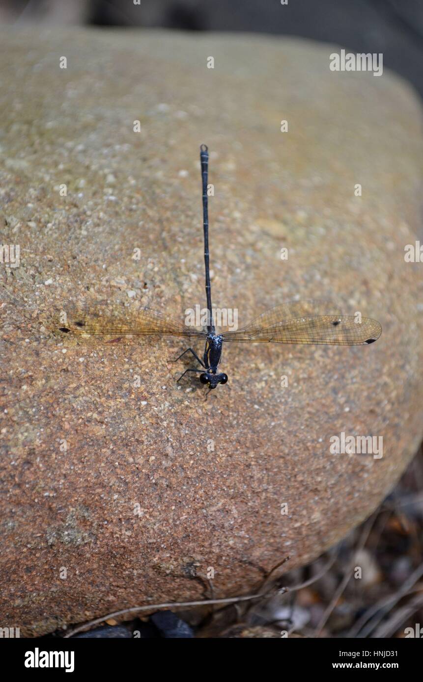 Dragonfly sitting on river rock Stock Photo - Alamy