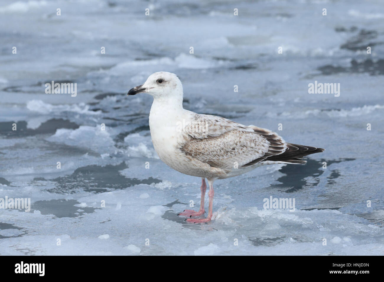 Immature Slaty-backed Gull (Larus schistisagus), a gull of Siberia & Pacific, in Hokkaido, Japan. Stock Photo