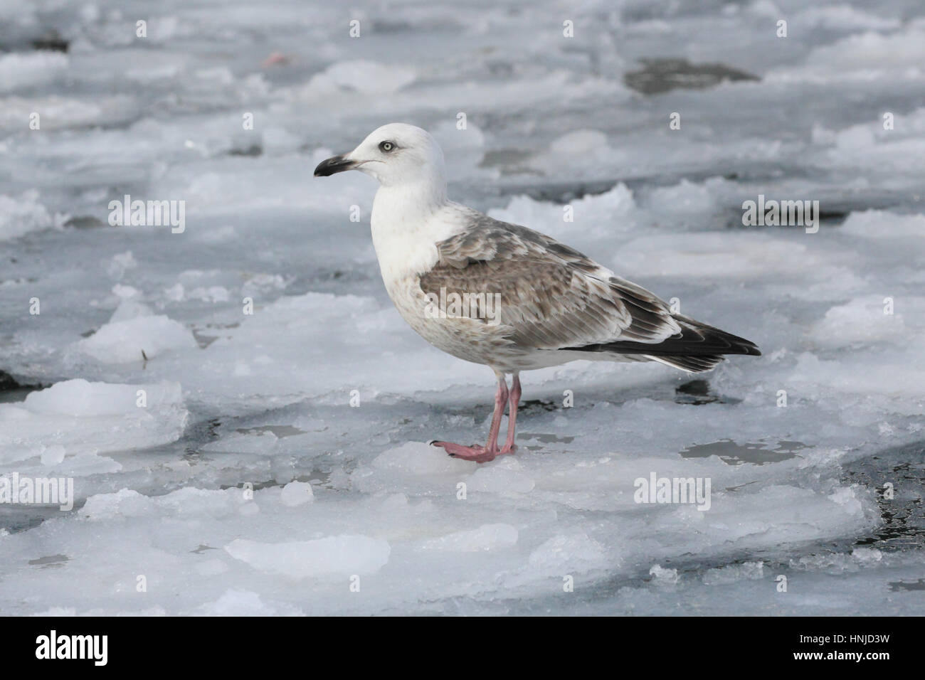 Immature Slaty-backed Gull (Larus schistisagus), a gull of Siberia & Pacific, in Hokkaido, Japan. Stock Photo