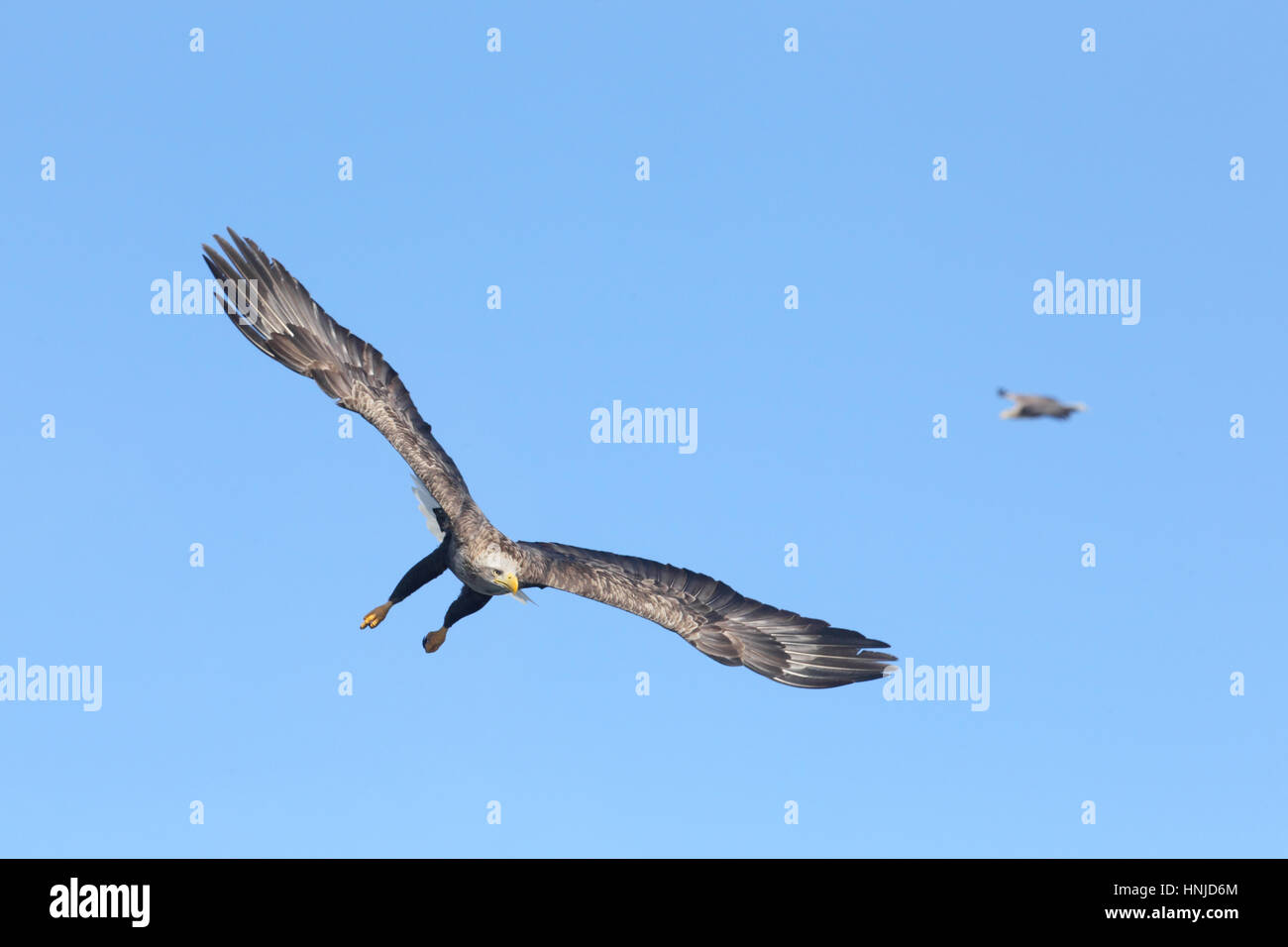 Sub-adult White-tailed Eagle (Haliaeetus albicilla), in flight, on Hokkaido, Japan Stock Photo