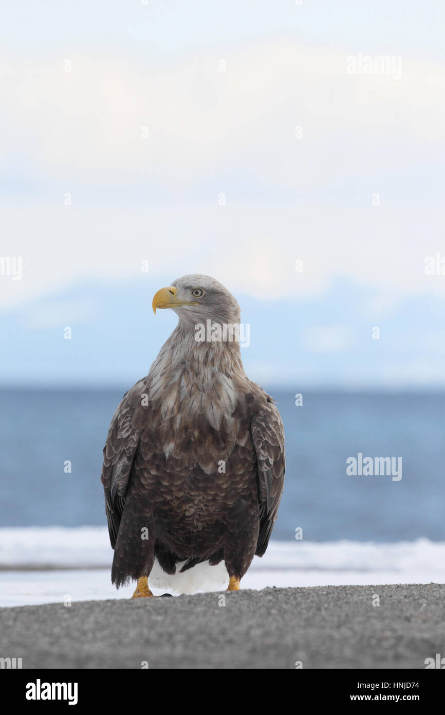 Adult White-tailed Eagle (Haliaeetus albicilla), perched on harbour wall, on Hokkaido, Japan Stock Photo