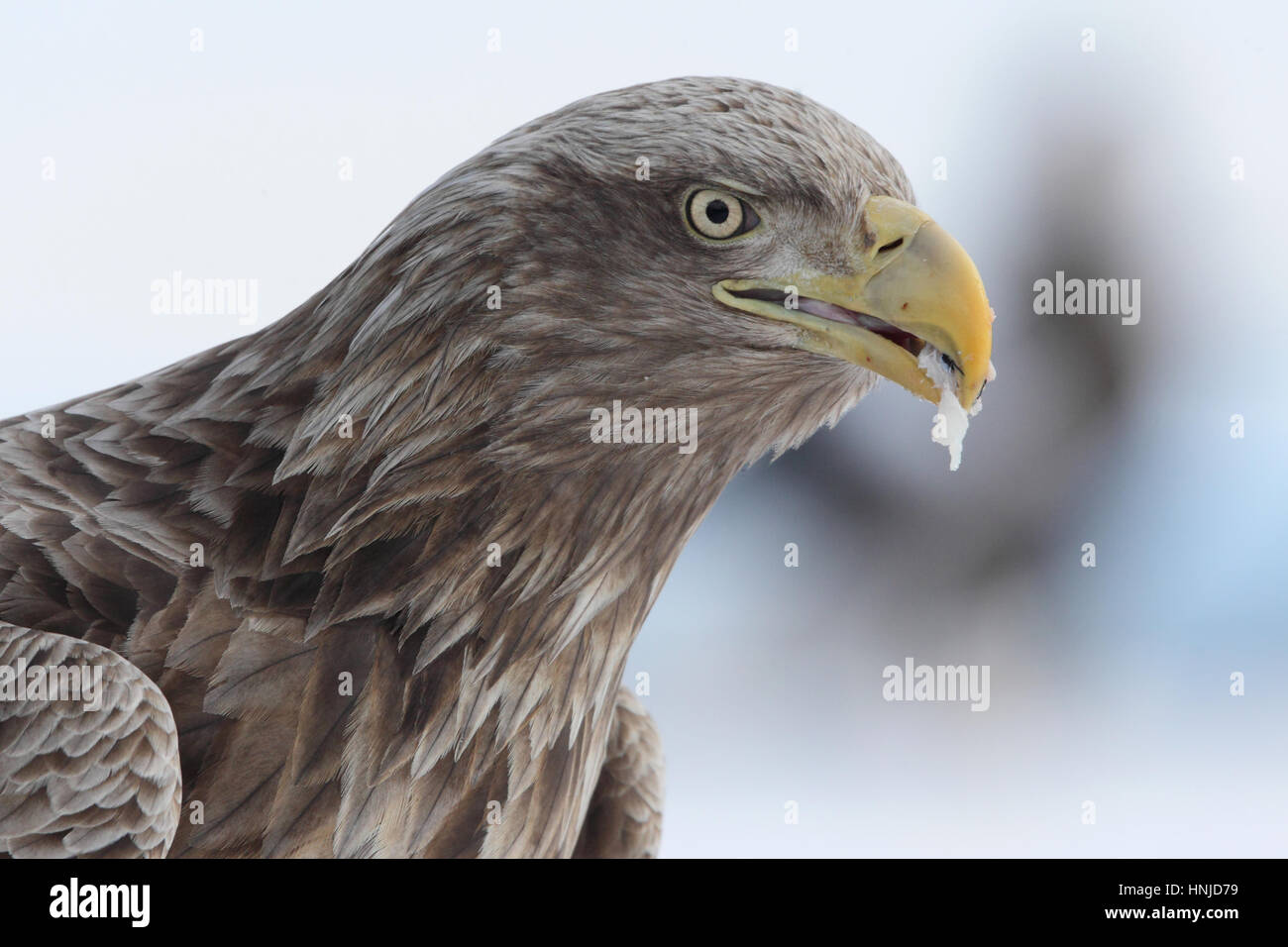 Close-up of adult White-tailed Eagle (Haliaeetus albicilla) eating, on Hokkaido, Japan Stock Photo