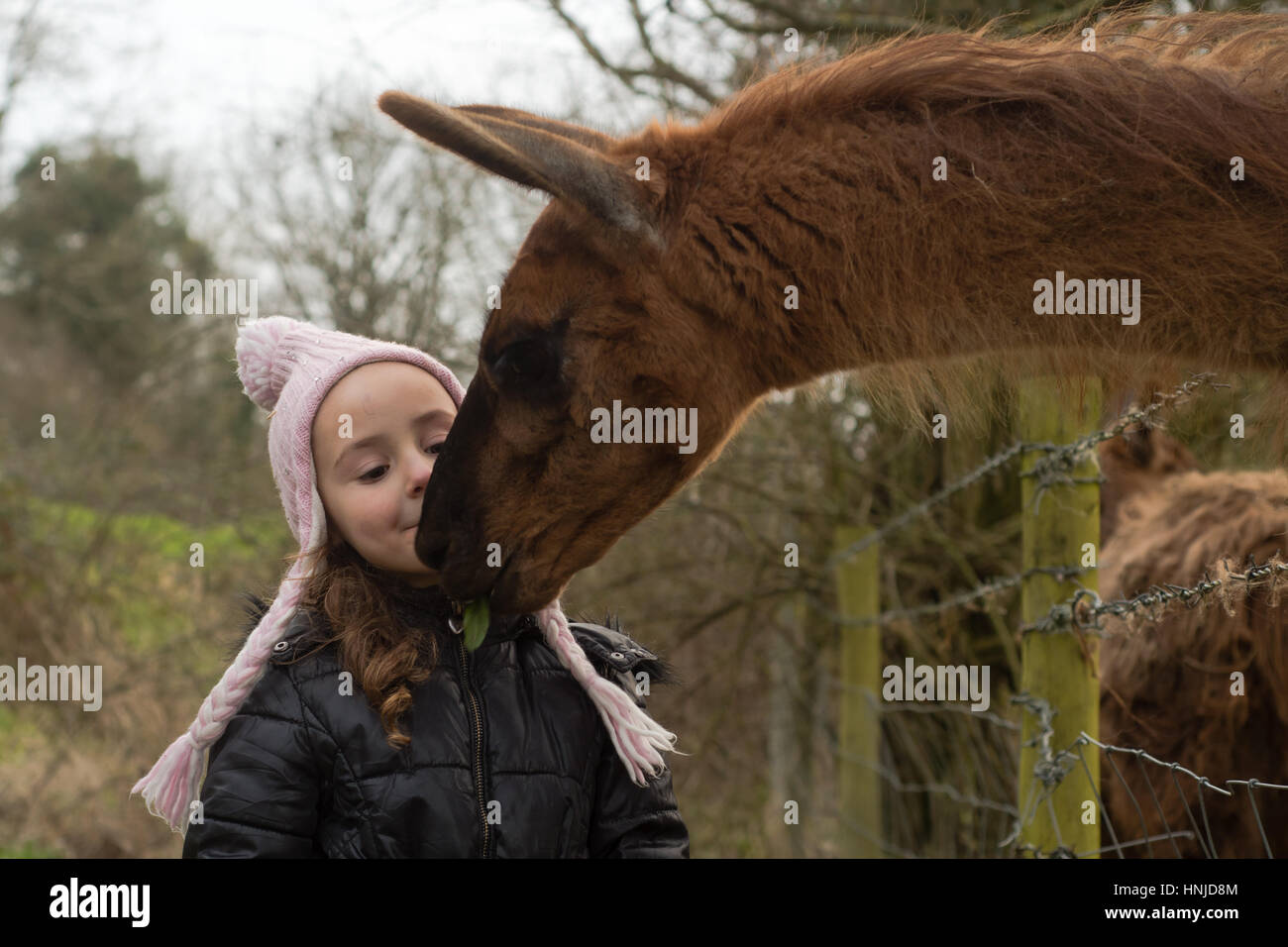 Young girl feeding leaf to llama from mouth. A child offers food to farm animal in a field in Somerset, England, UK Stock Photo