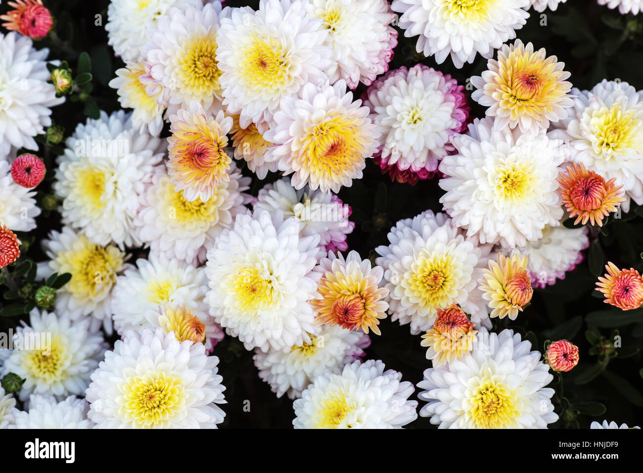 Many beautiful white chrysanthemum flowers as background Stock Photo