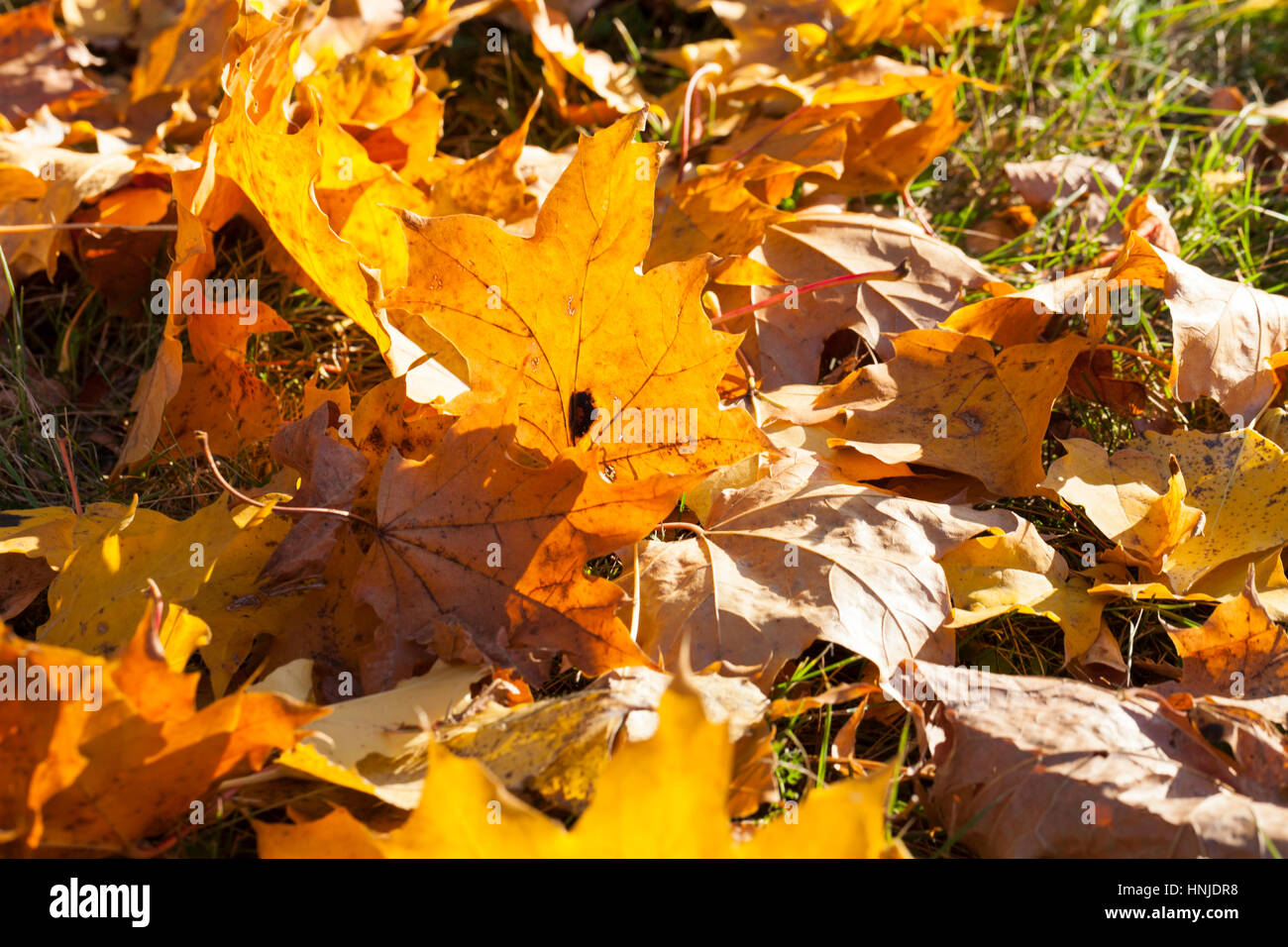 lying on the ground yellow maple leaves in autumn season. Location in ...