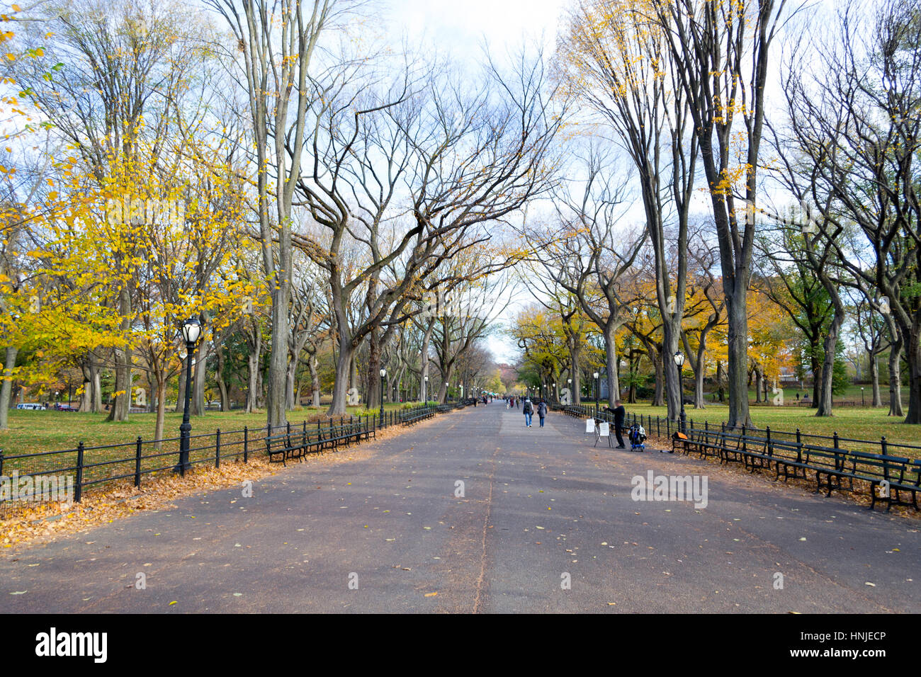 The Mall and Literary Walk in Central Park contains one of the bigest and last remains of American Elms Stock Photo