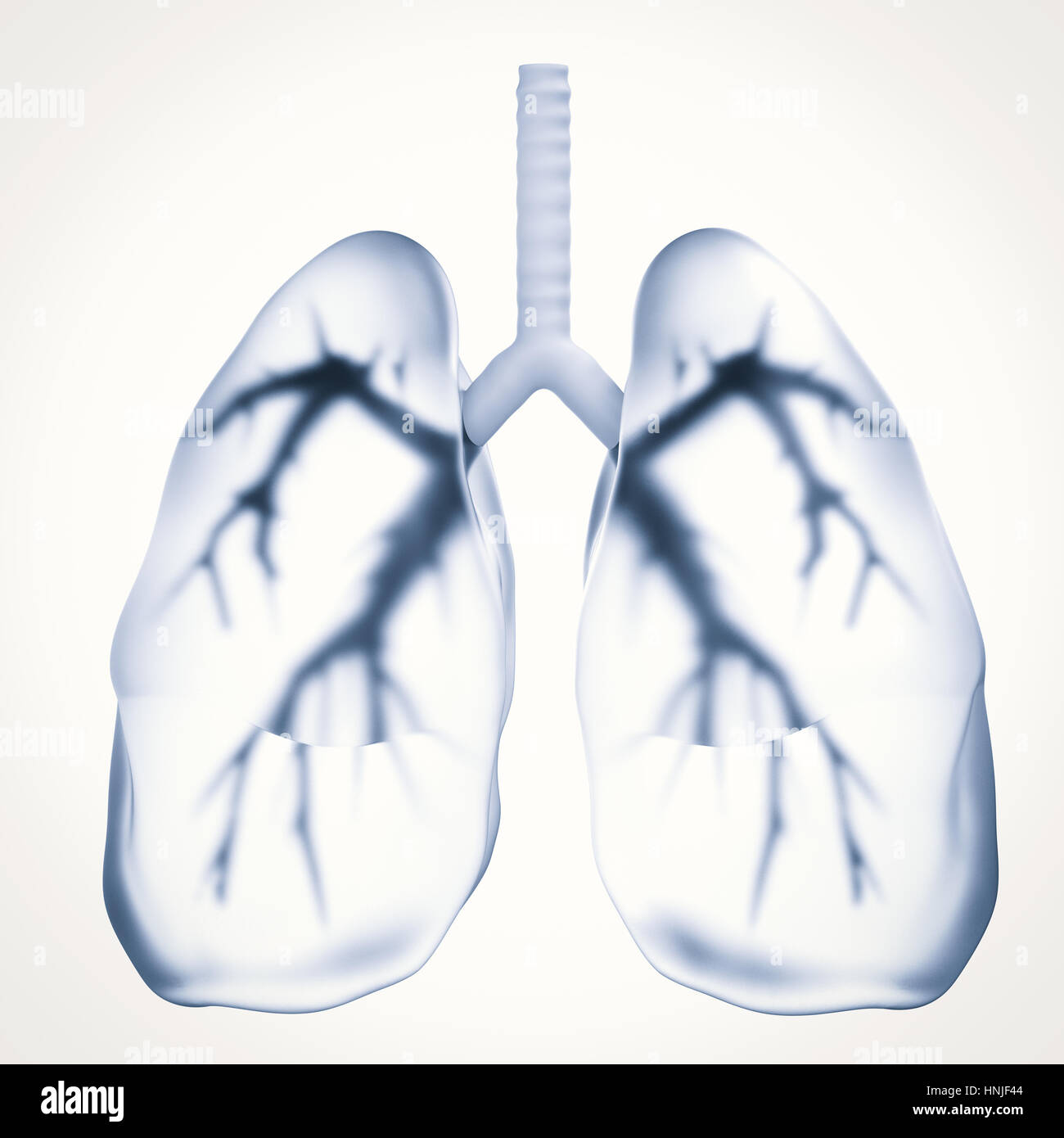 3d rendering black lungs or unhealthy lungs Stock Photo
