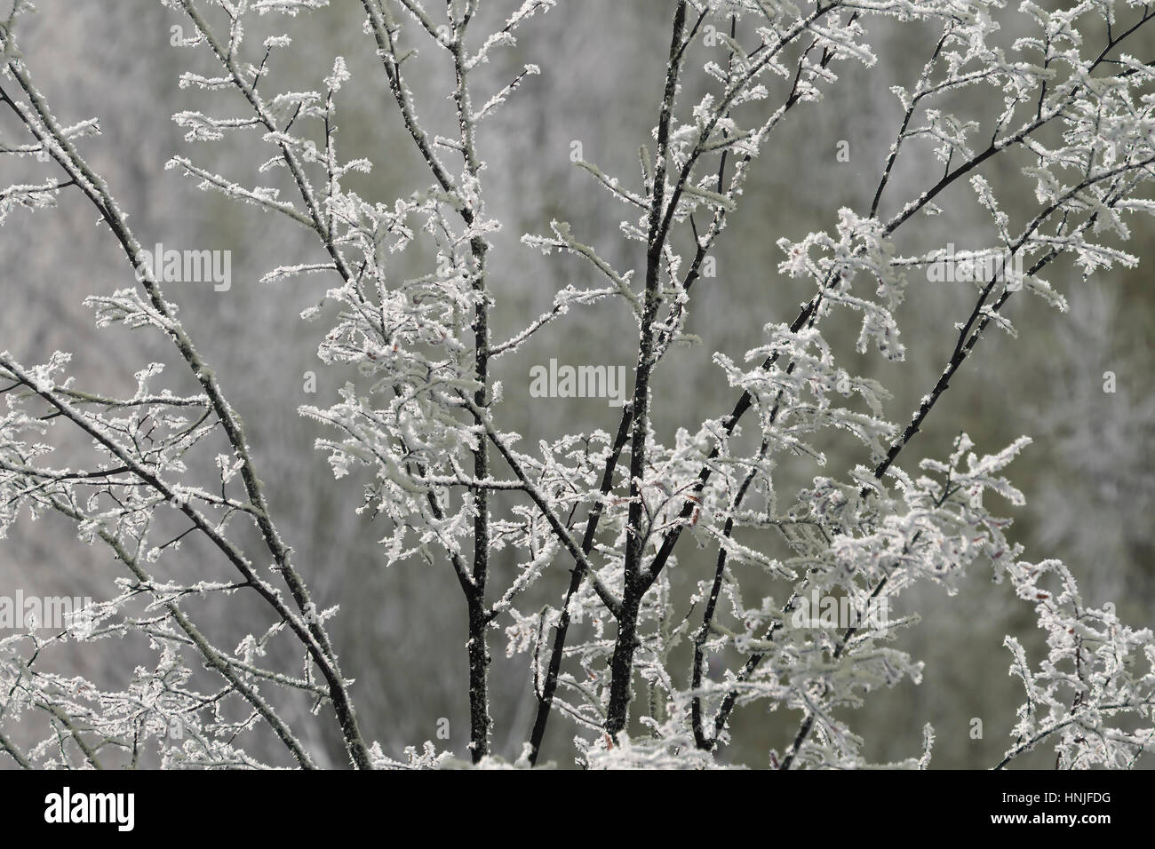 Branches of a tree covered with frost on a frosty day Stock Photo - Alamy