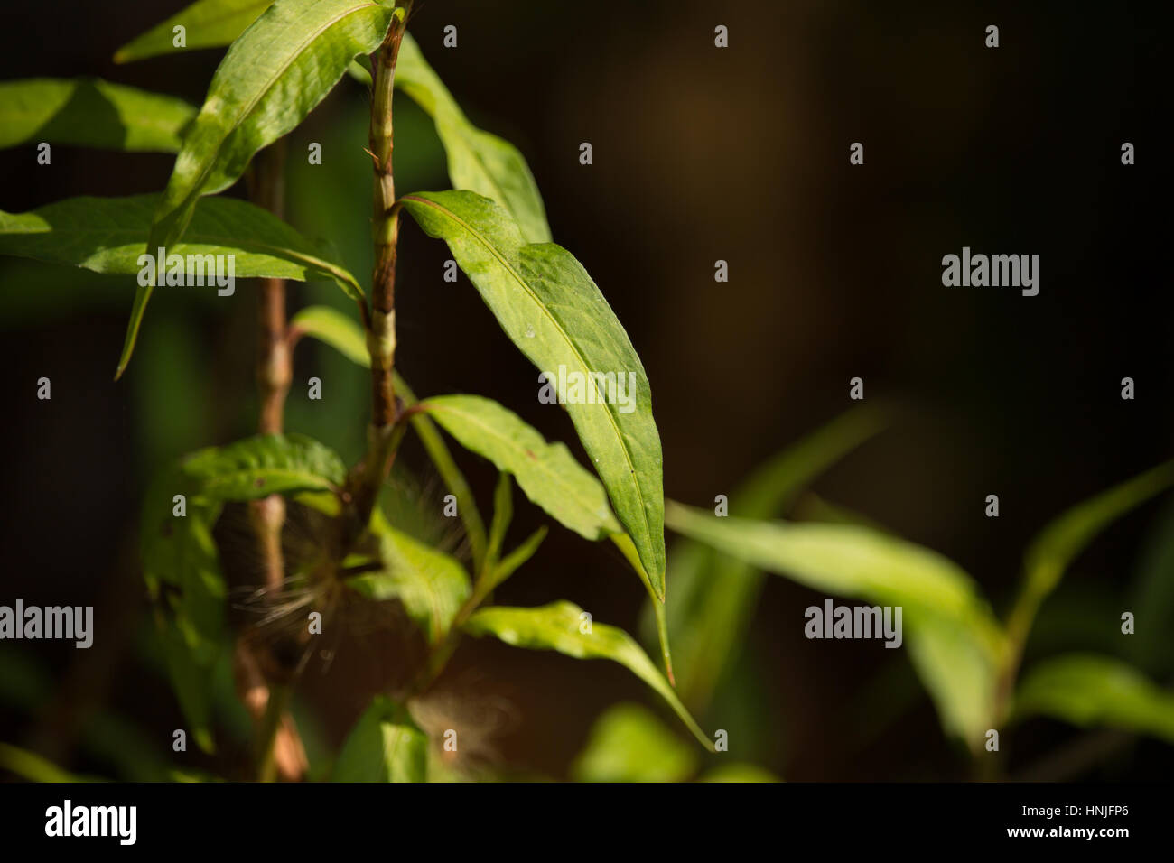 Close up of Green lead Persicaria odorata Stock Photo