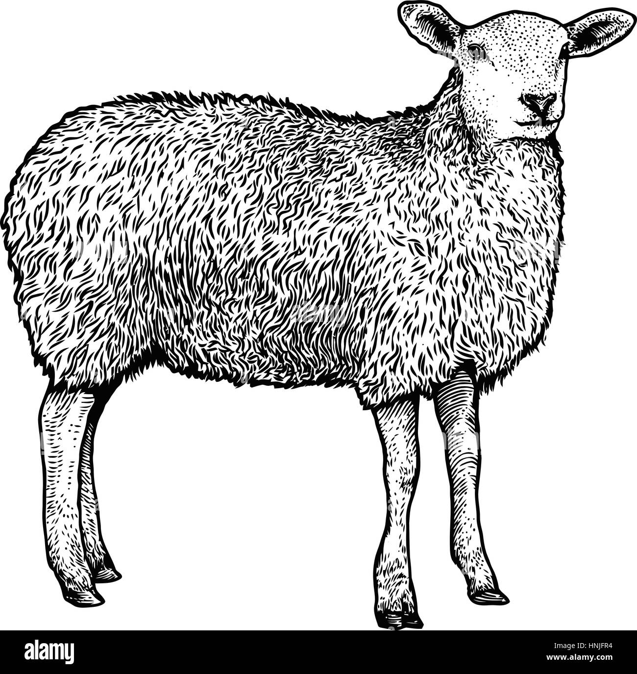Top 143+ sheep sketch best