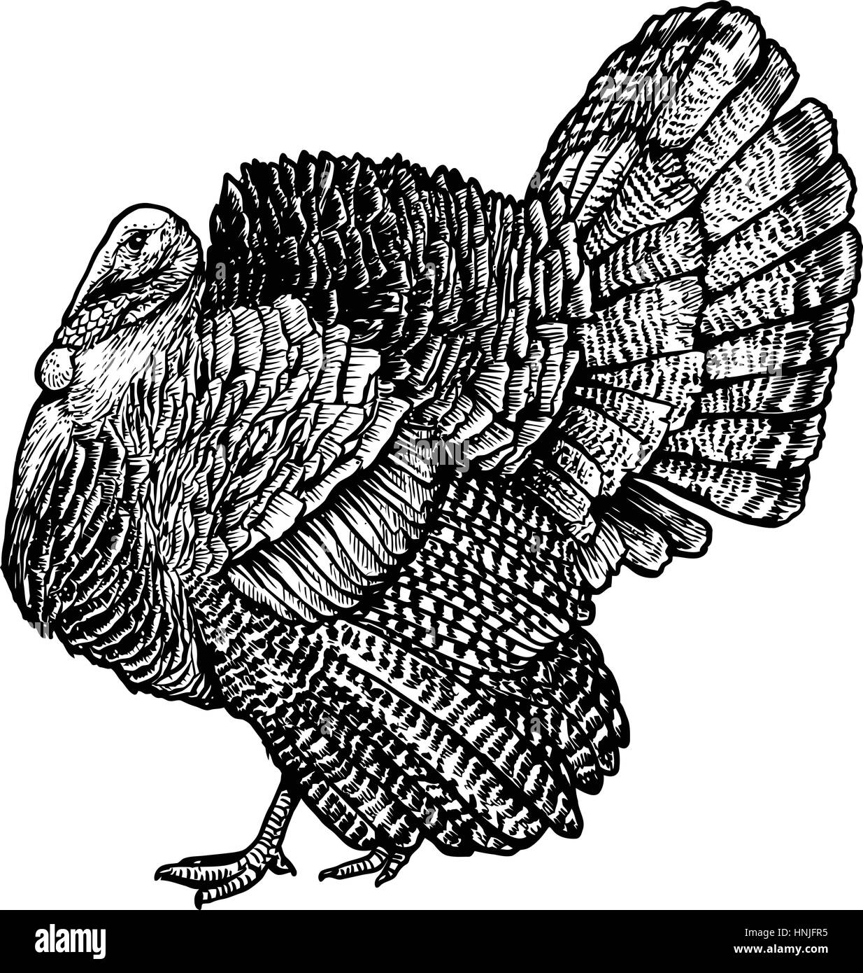 Featured image of post Turkey Line Drawing Download 58 turkey outline free vectors