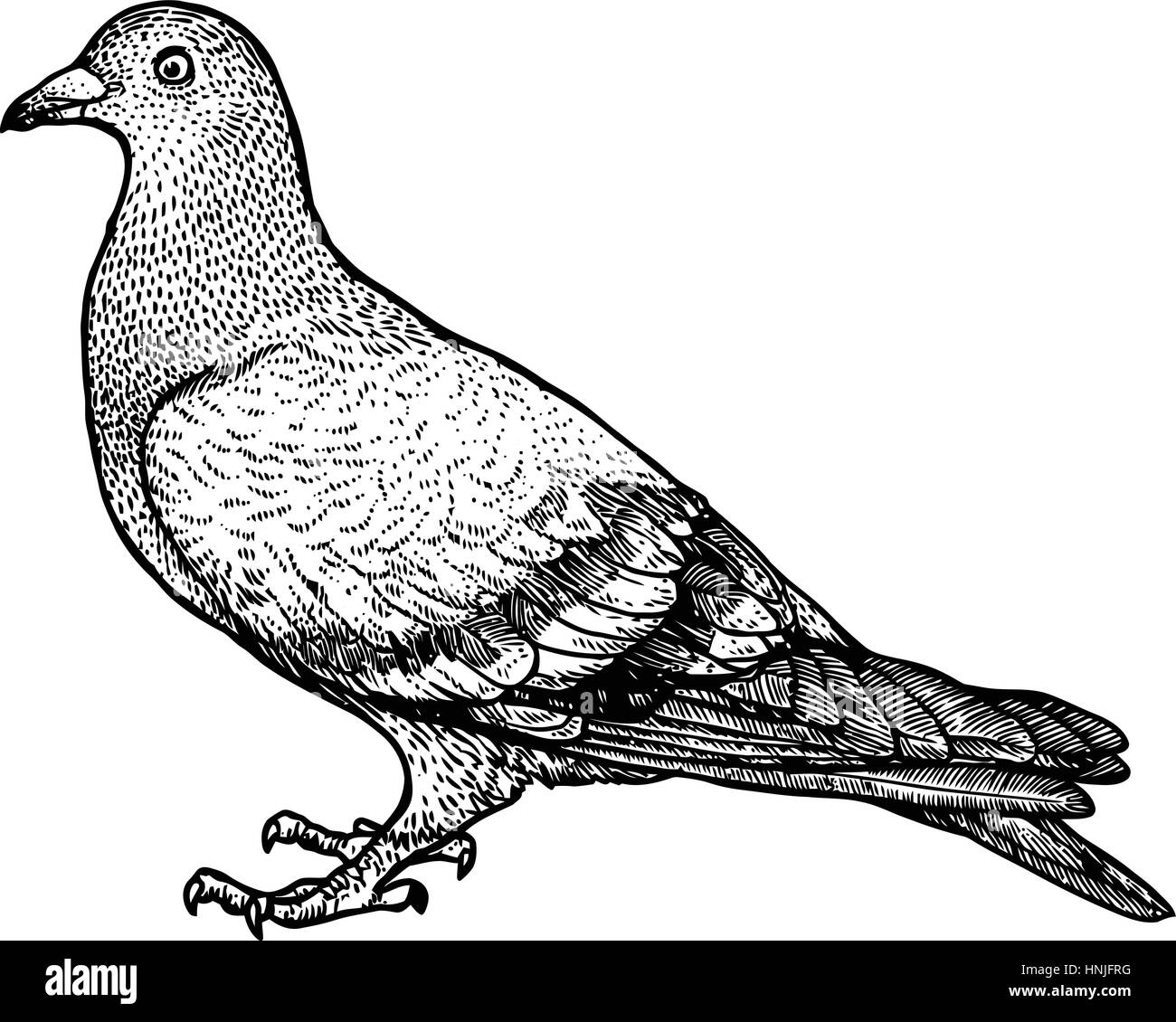 how to draw pigeon flying drawing easy step@DrawingTalent - YouTube