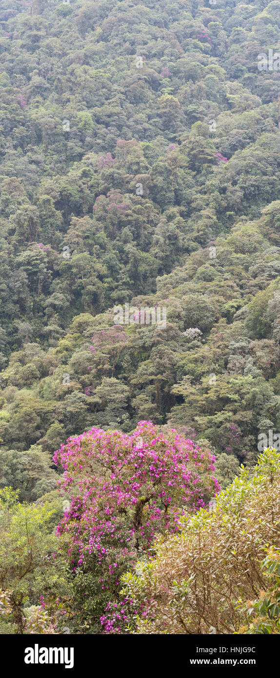 Vertical panoramic of montane rainforest on a mountain slope with a flowering tree Tibouchina lepidota. On the lower slopes of Reventador Volcano, Ecu Stock Photo
