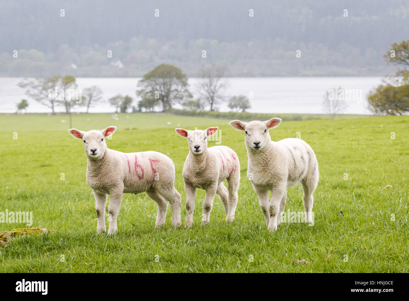 Three cute little lambs are standing in a field near Bassenthwaite Lake in the English Lake District. Stock Photo