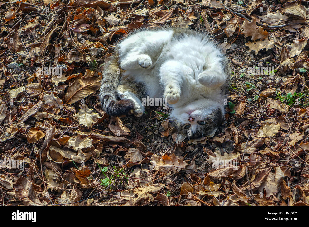 Small white and brown cat kitten rolling in dead autumn leaves Stock Photo