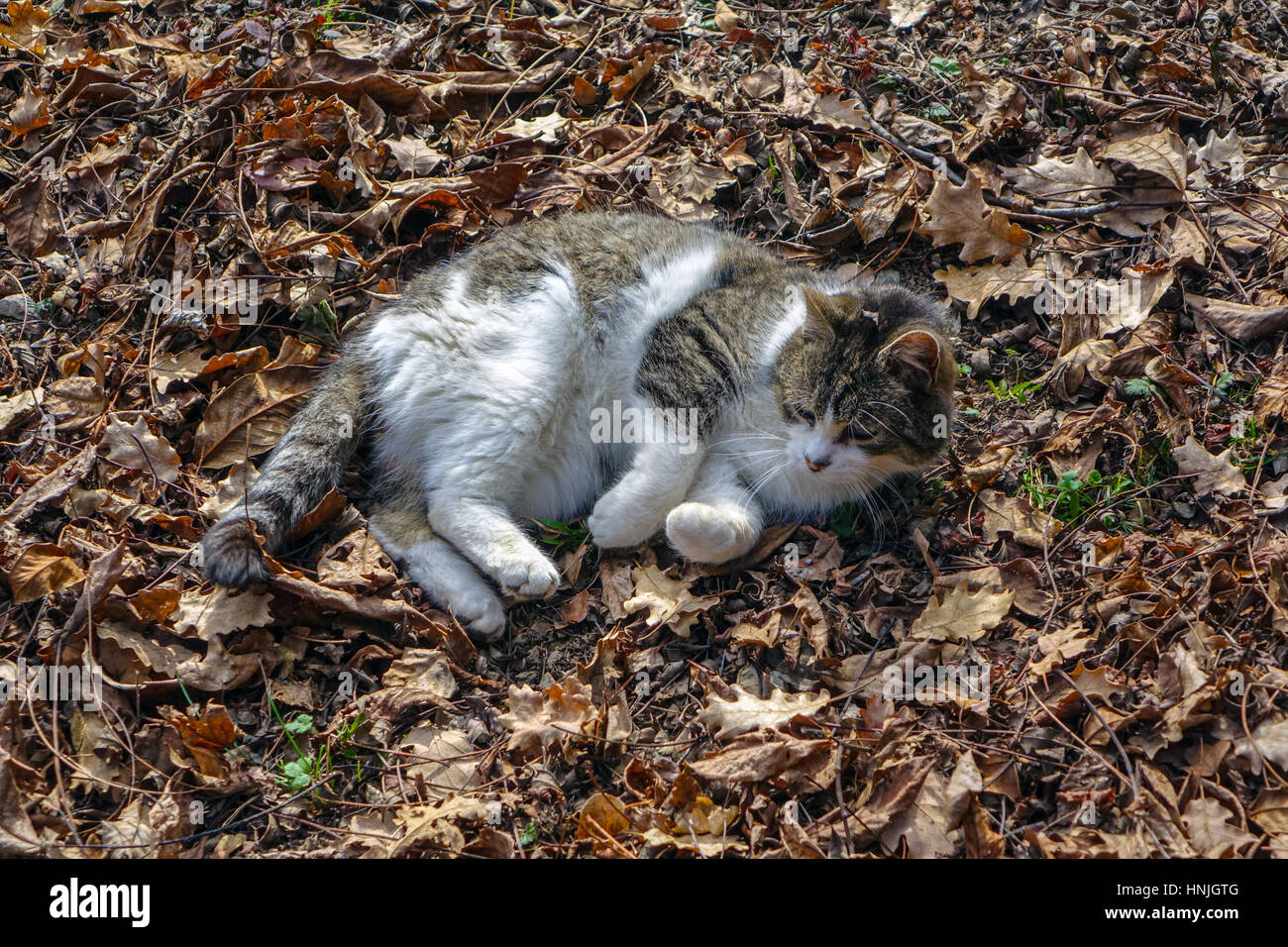 Small white and brown cat kitten rolling in dead autumn leaves Stock Photo