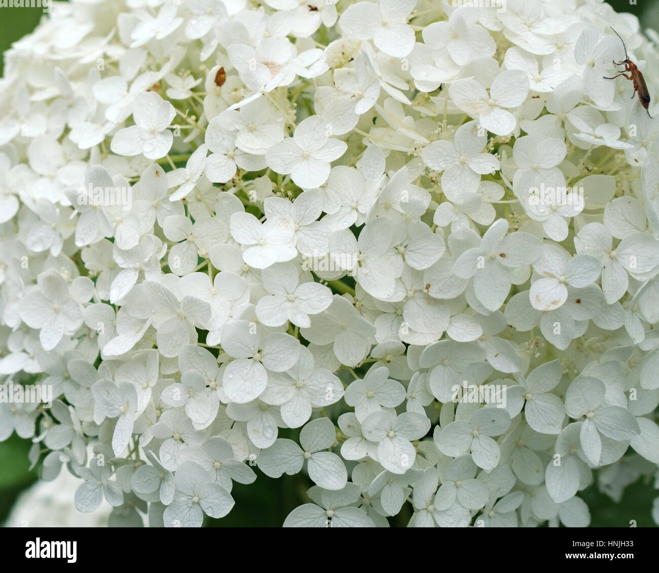 White Hydrangea ARBORESCENS 'Annabelle' flower - close up Stock Photo