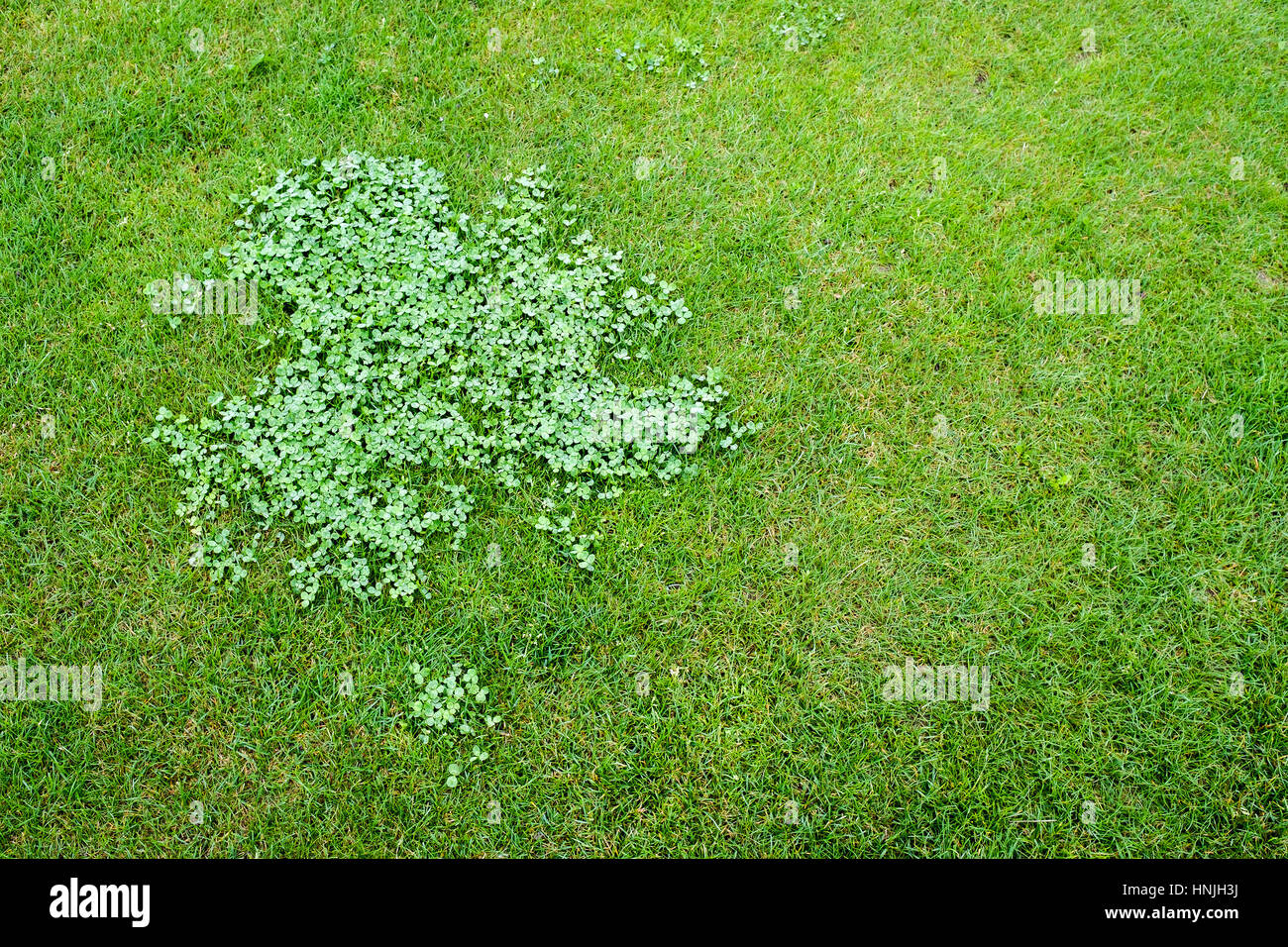 Green grass background hi-res stock photography and images - Alamy