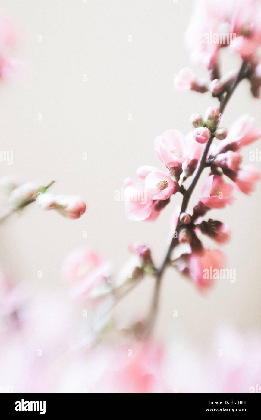 Pink cherry blossom branch white backdrop selective focus Stock Photo ...