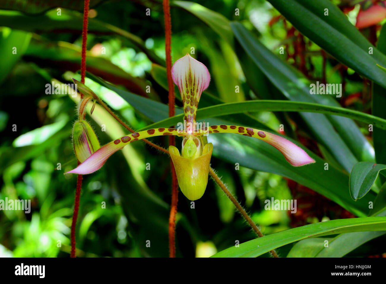 Close up of orchid, Paphiopedilum haynaldanium. Stock Photo
