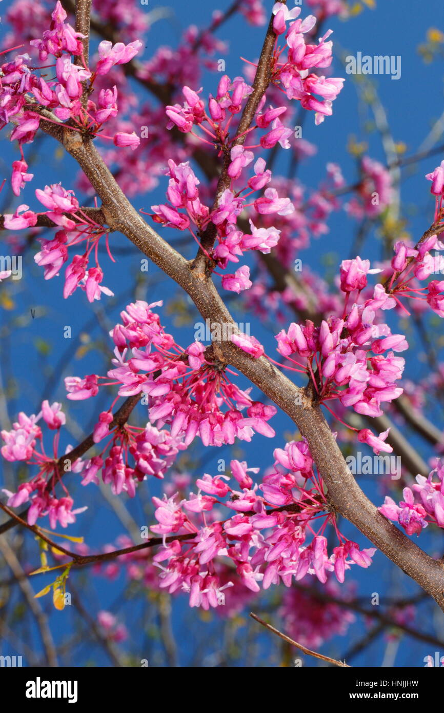 Eastern redbud flowers, Cercis canadensis, in full bloom against a blue sky. Stock Photo