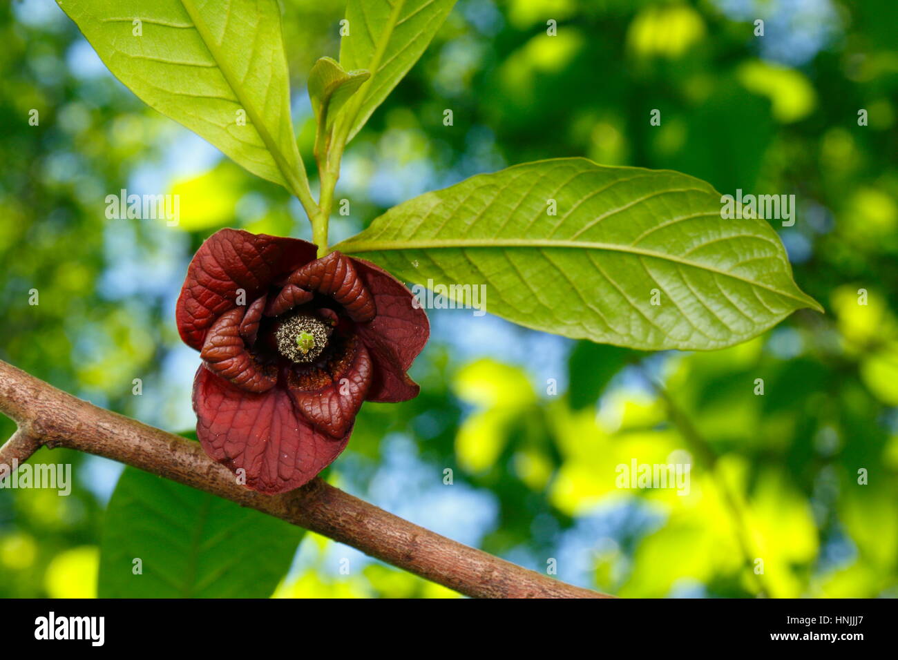 Pawpaw flower hi-res stock photography and images - Alamy