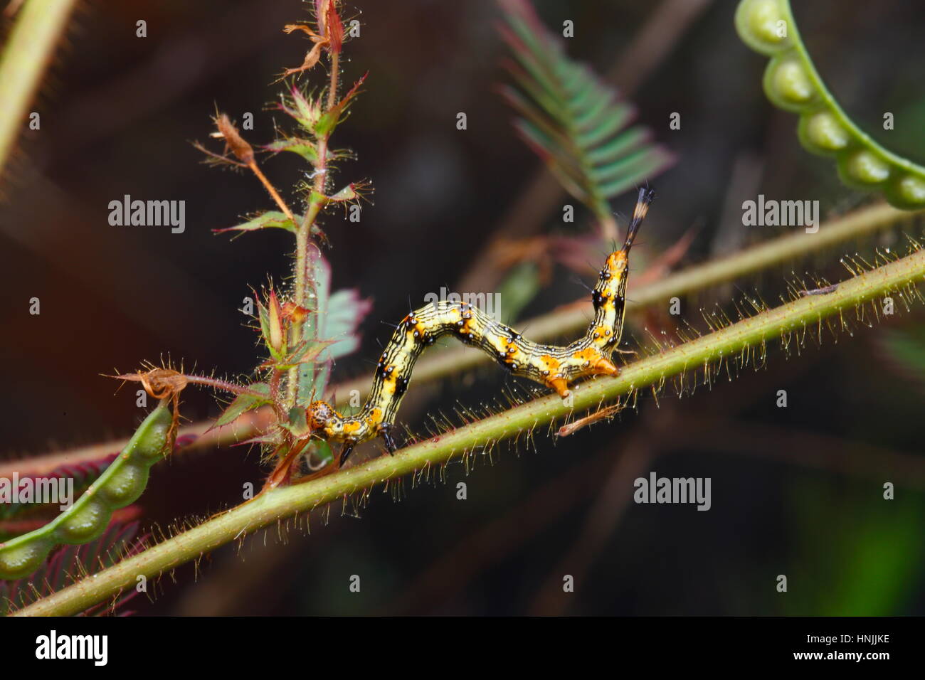 A legume caterpillar, Selenisa sueroides, feeding on a legume plant. Stock Photo