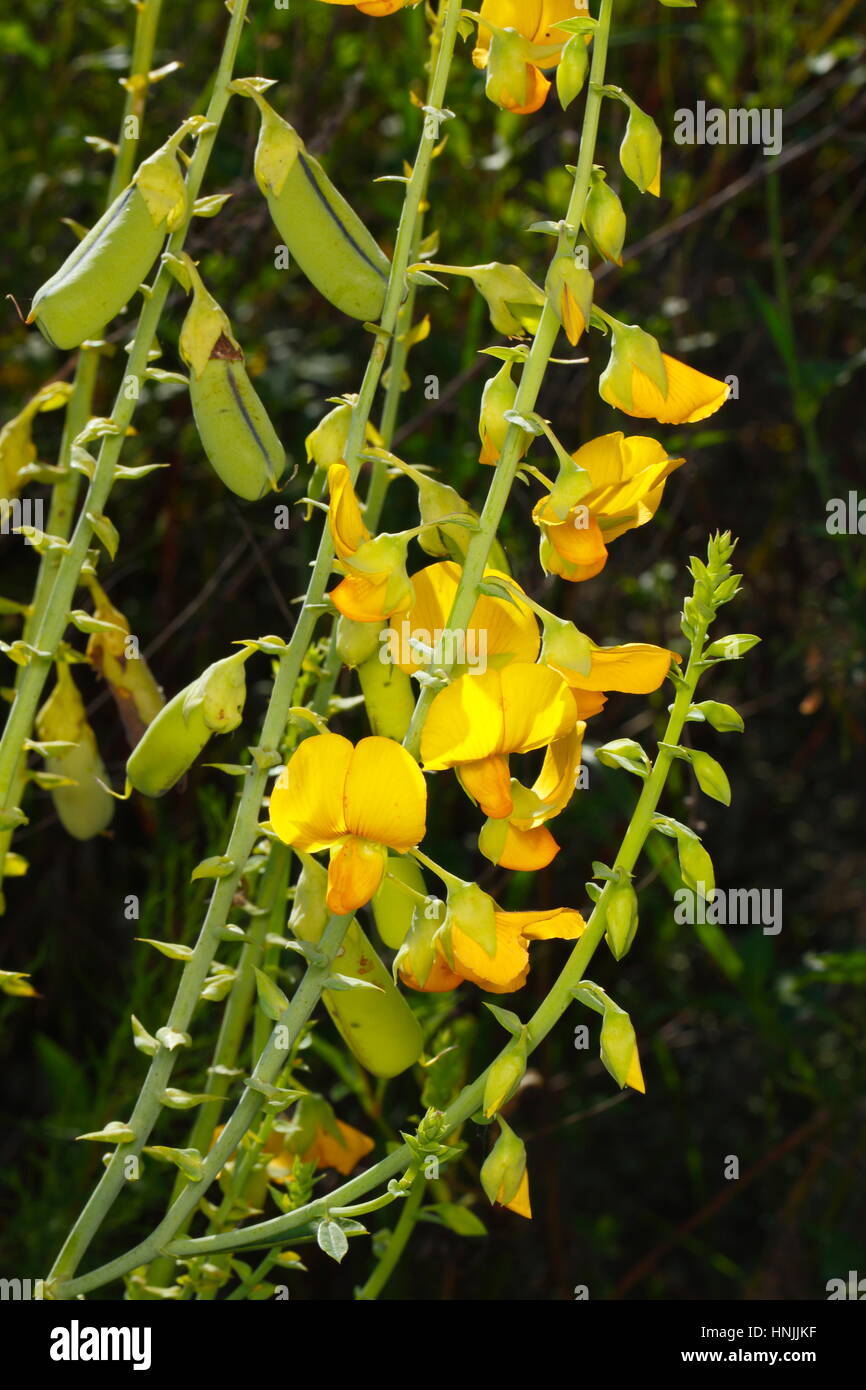 Close up of showy rattlebox flowers, Crotalaria spectabilis, growing along a roadside. Stock Photo