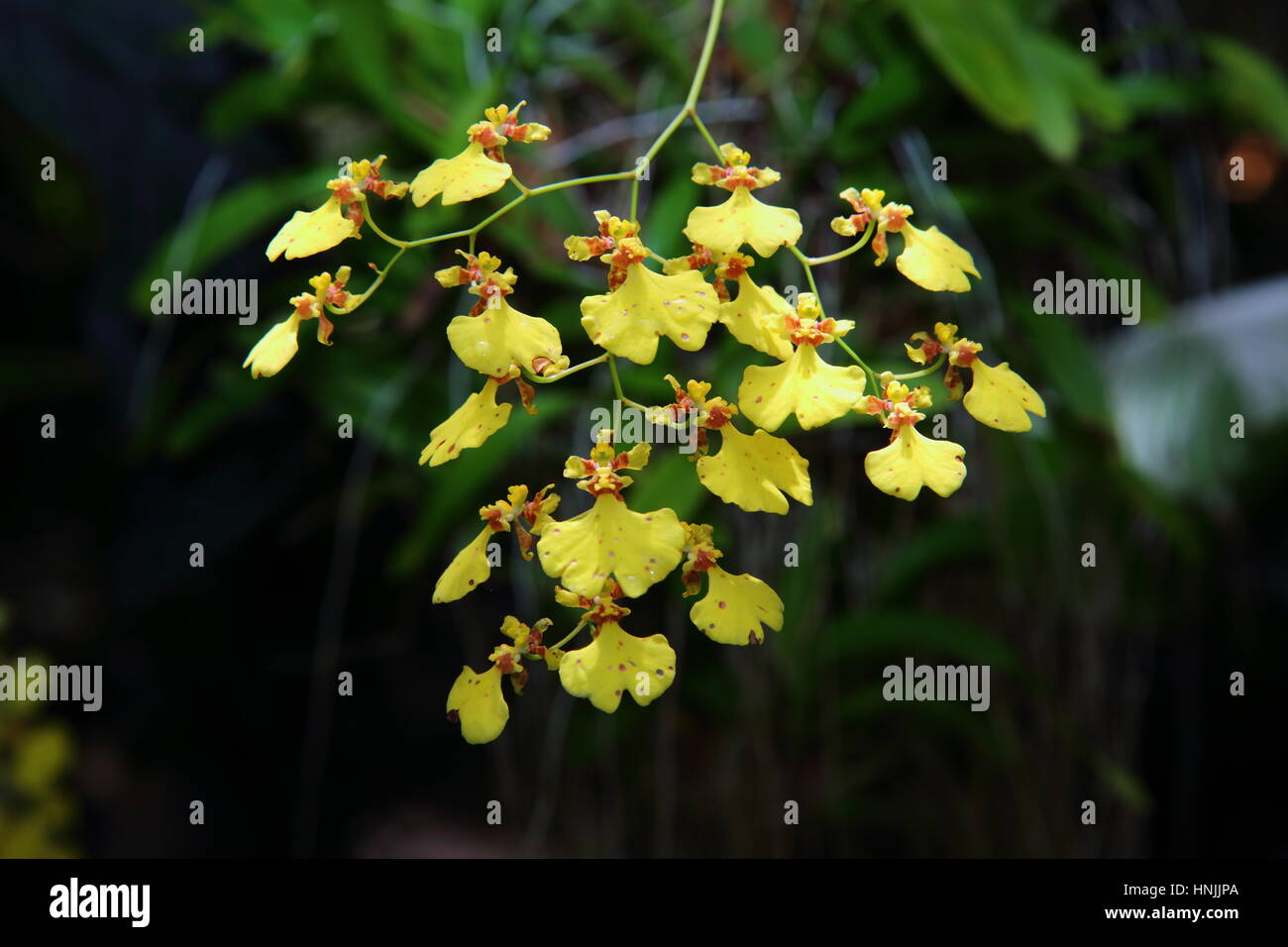 An orchid in bloom, Oncidium species. Stock Photo