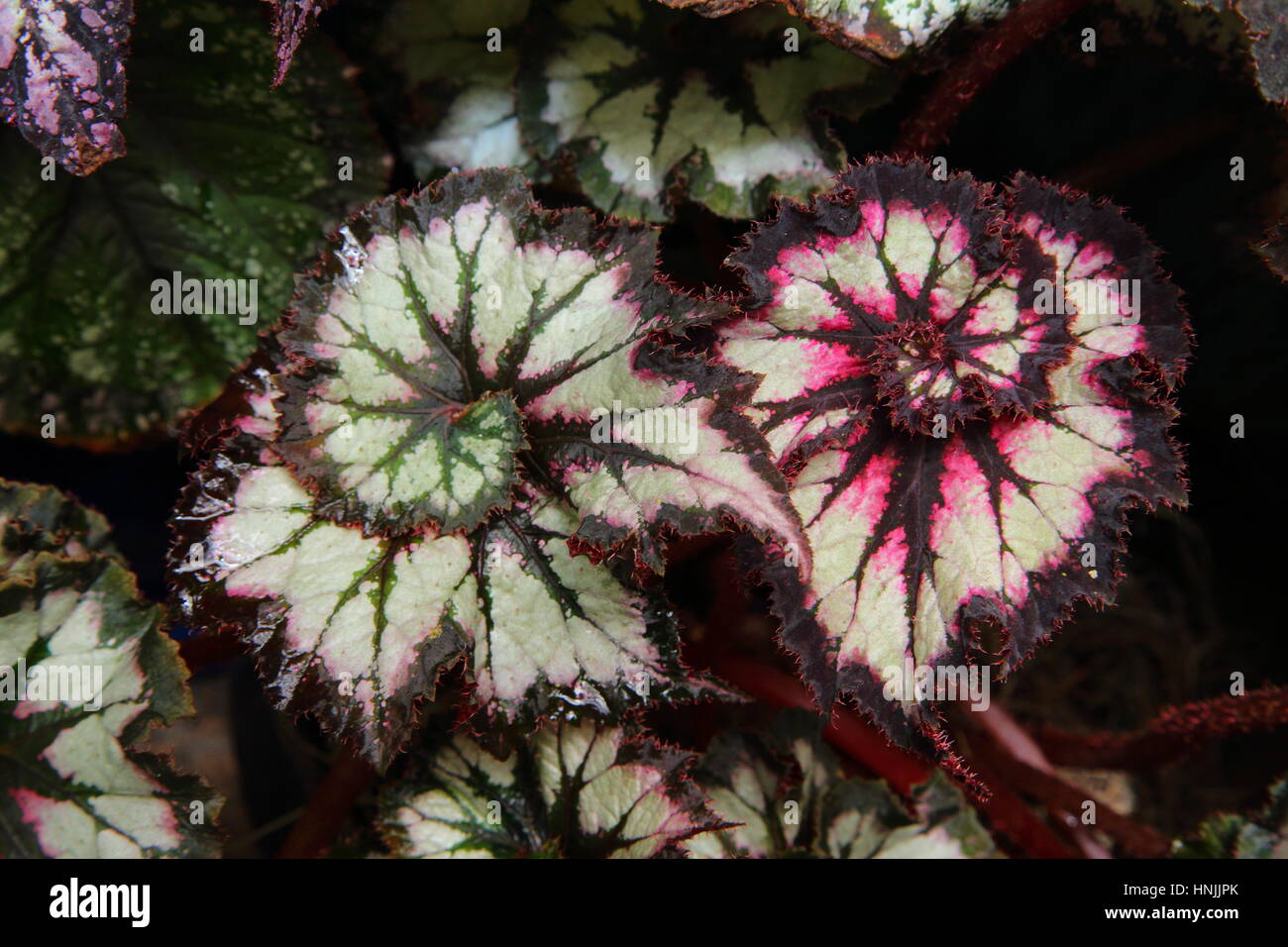 Colorfully patterned begonia begonia leaves. Stock Photo