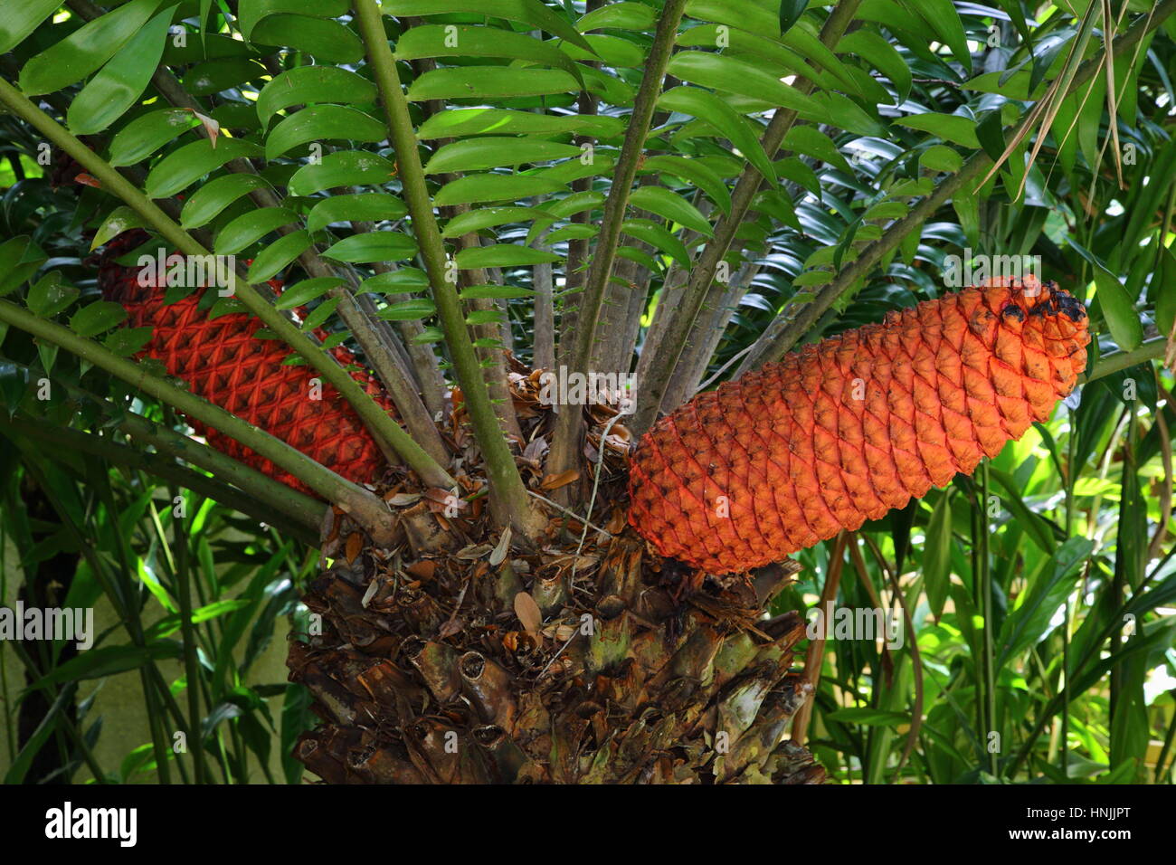 Cone like blossoms of a Mulanje cycad palm, Encephalartos gratus. Stock Photo