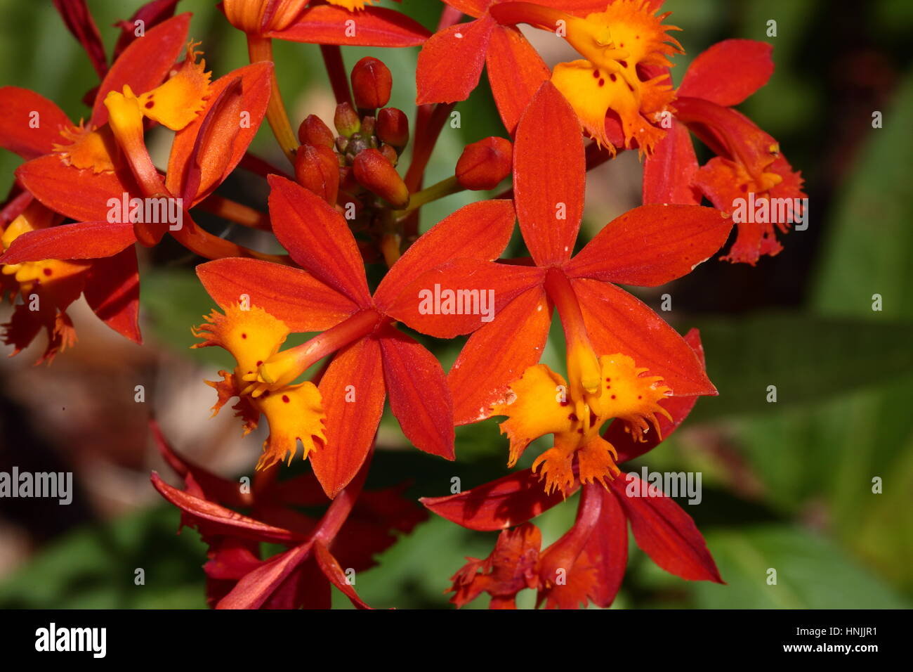 Close up of orchid blooms, Epidendrum species. Stock Photo