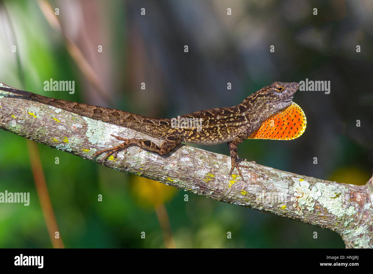 A male brown anole, Anolis sagrei, has expanded its dewlap in colorful territorial display. Stock Photo