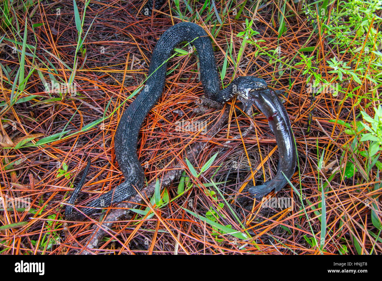 A Florida water snake, Nerodia faciata, swallowing a walking catfish, Clarius batrachus. Stock Photo