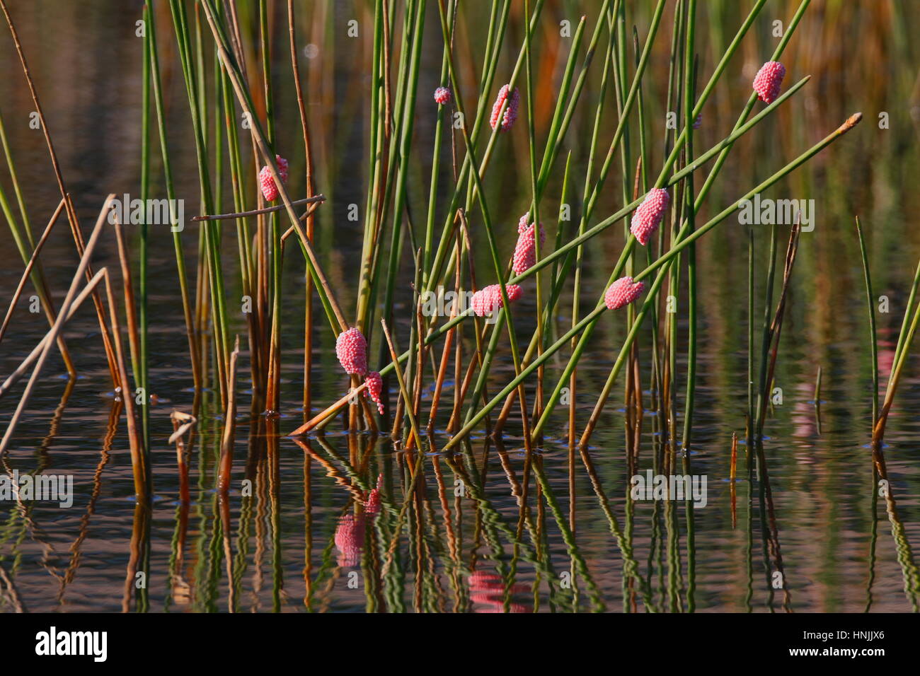 Florida apple snail, Pomacea paludosa, egg clusters attached to reeds. Stock Photo