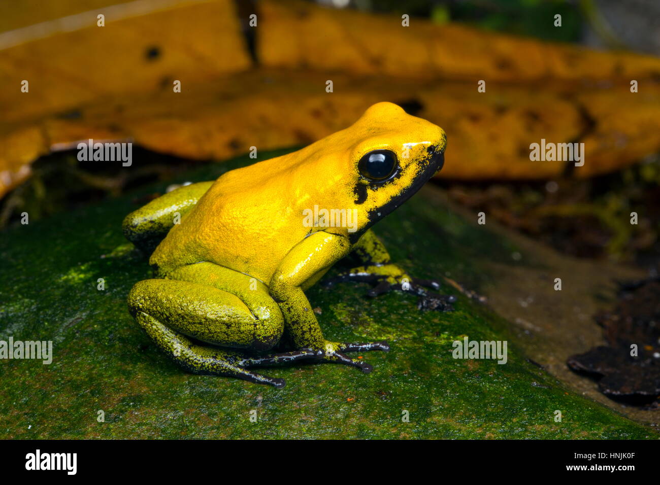 A captive bicolored poison dart frog, Dendrobates bicolor, on an algae covered rock. Stock Photo