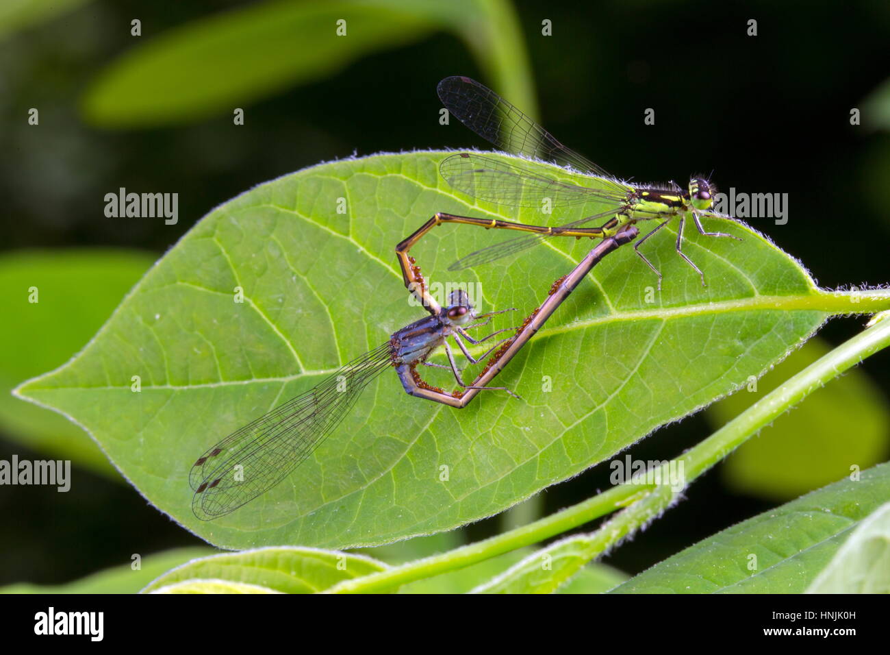 A mating pair of fragile forktail damselflies, Ishnura posita, with parasitic water mites on them. Stock Photo