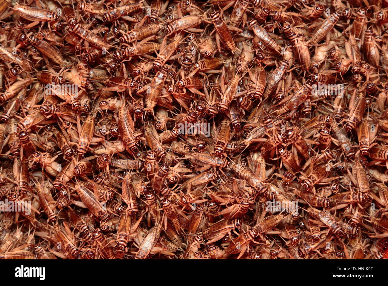 A Mass Of Feeder Crickets Acheta Domestica Contained In A Bucket
