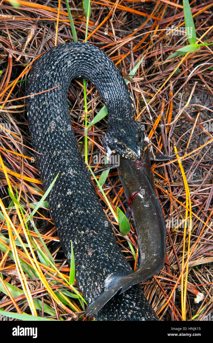 A Florida water snake, Nerodia fasciata, is swallowing a walking catfish, Clarius batrachus. Stock Photo
