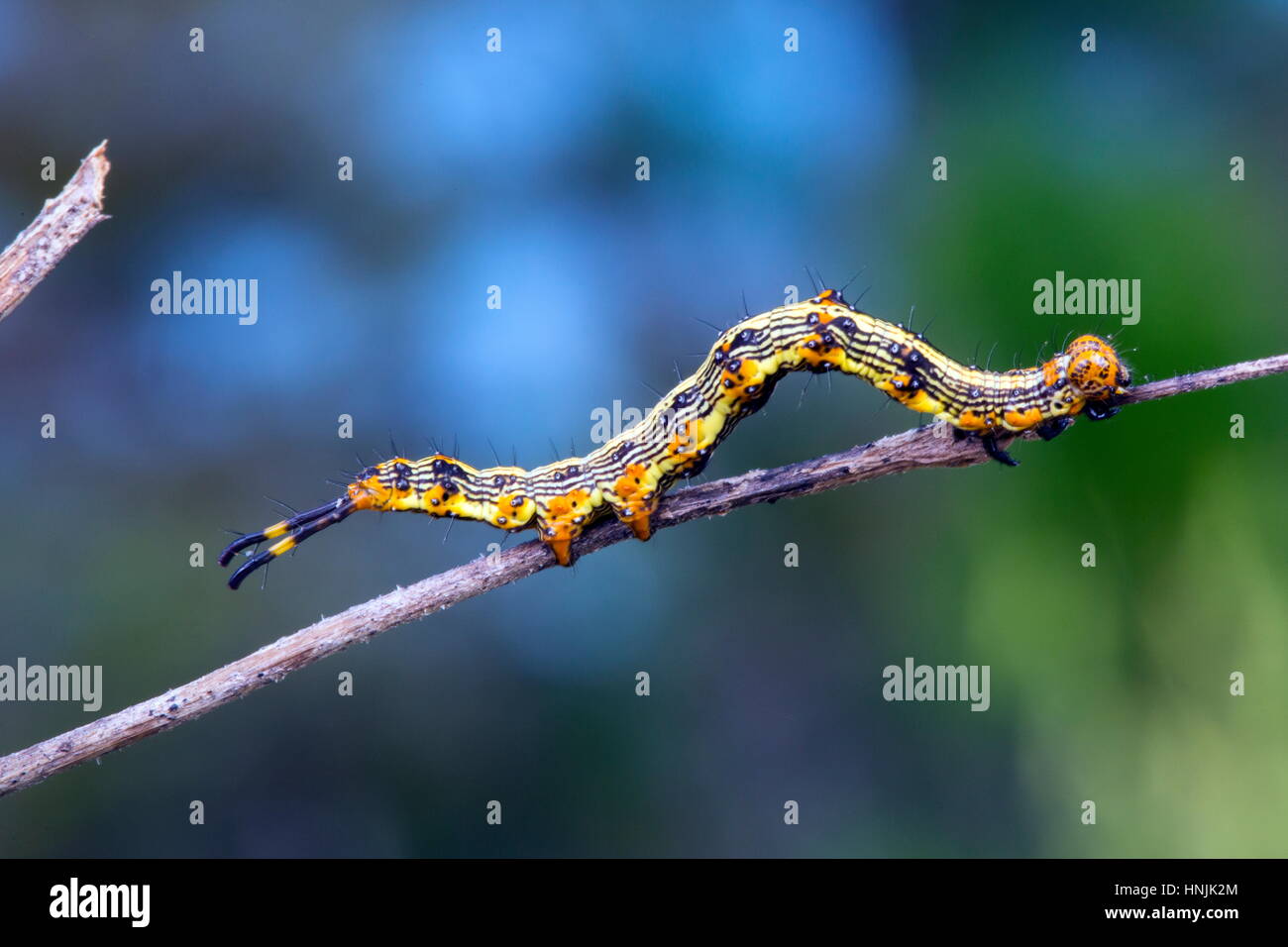 A legume caterpillar, Selenisa sueroides, stretched out on a twig. Stock Photo