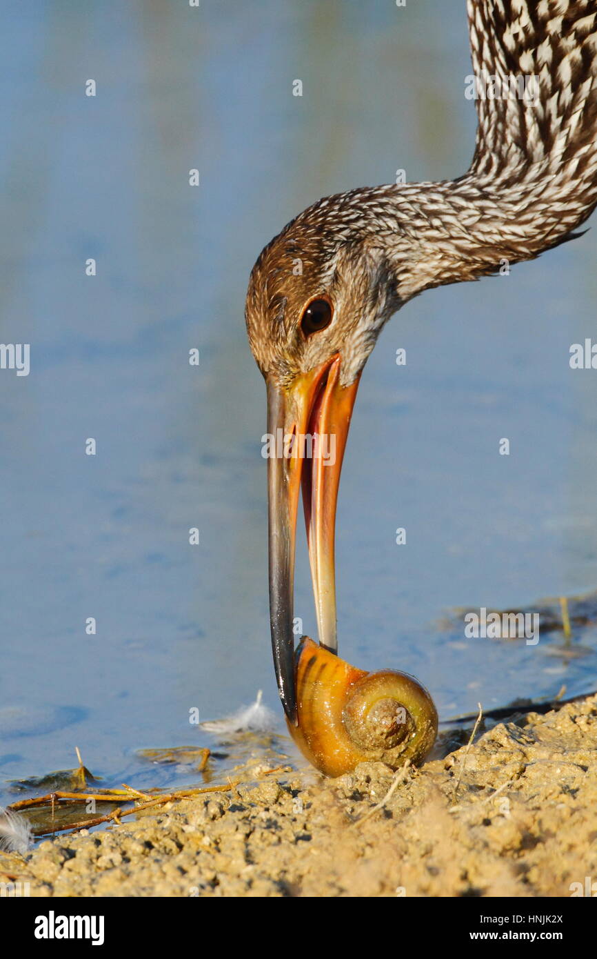 A limpkin, Aramus guarauna, feeding on an apple snail. Stock Photo