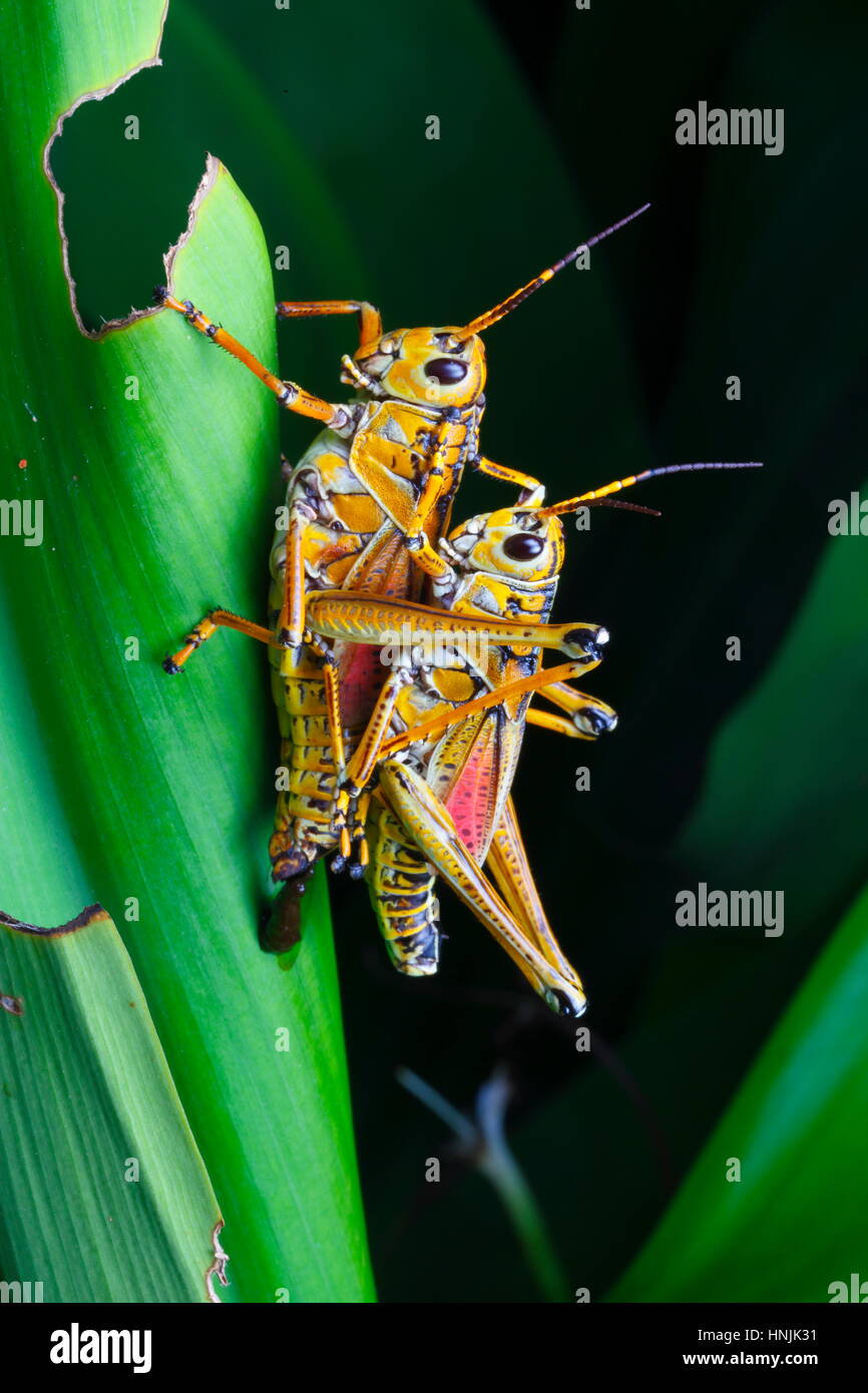 A courting pair of eastern lubber grasshoppers, Romalea guttata, after ...