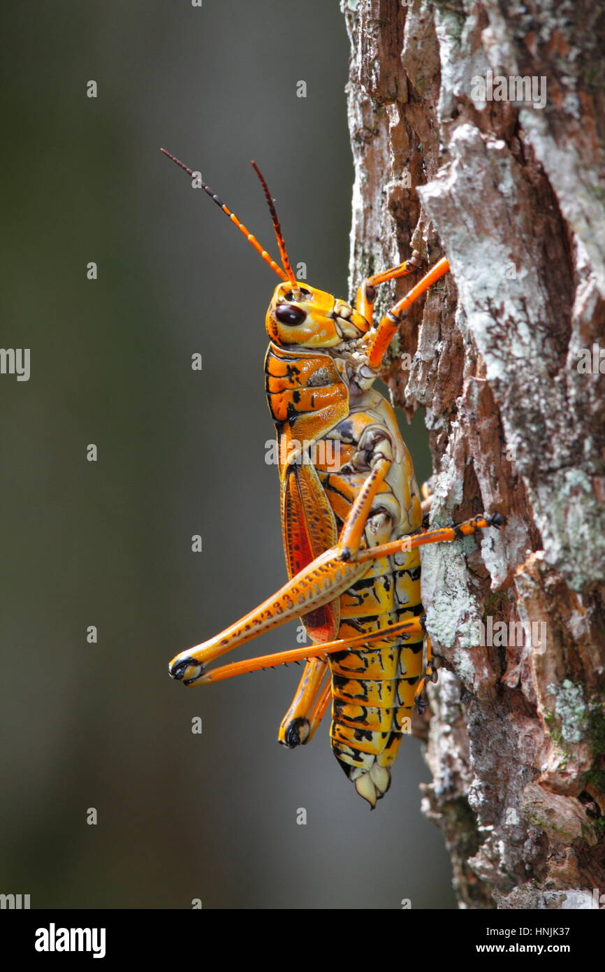 An eastern lubber grasshopper, Romalea guttata, clinging to a tree ...