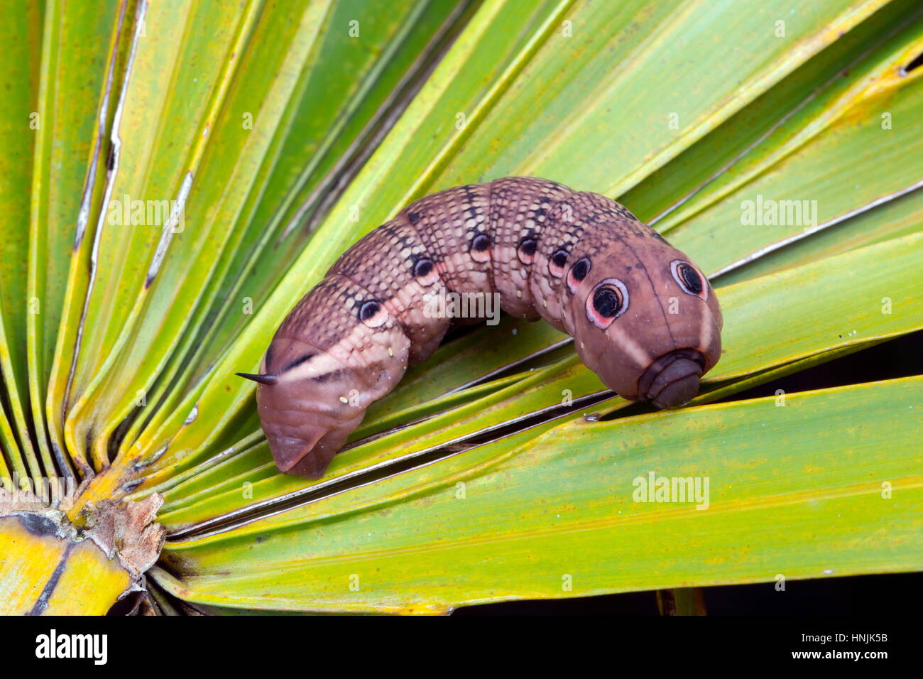 A tersa sphix moth caterpillar, Xylophanes tersa, displaying snake mimic eye spots. Stock Photo