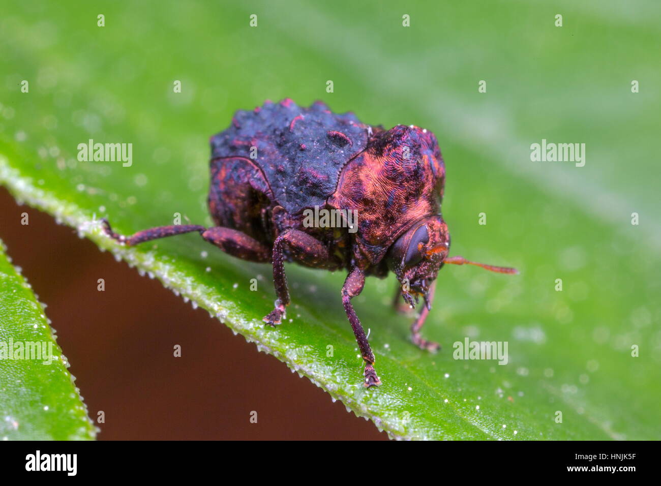A tiny, three-millimeter-long beetle of unidentified species Stock ...